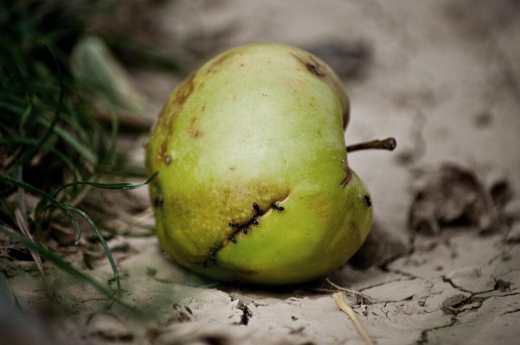 apple, corrupted, lazy, disintegration, ants, fruit, nature, fall, brown, broken