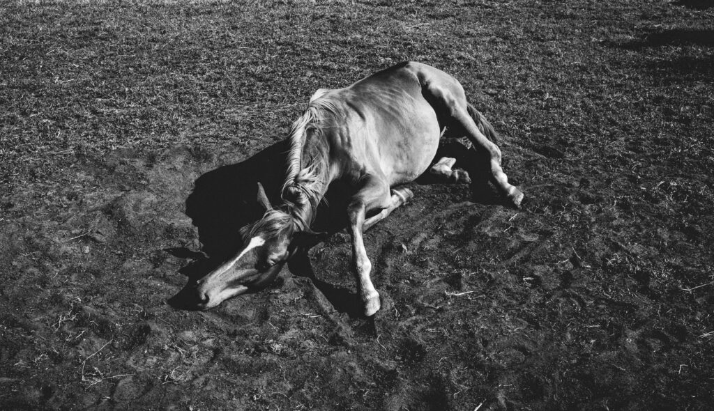 A dramatic black and white photo of a horse lying on the ground, creating a powerful image.