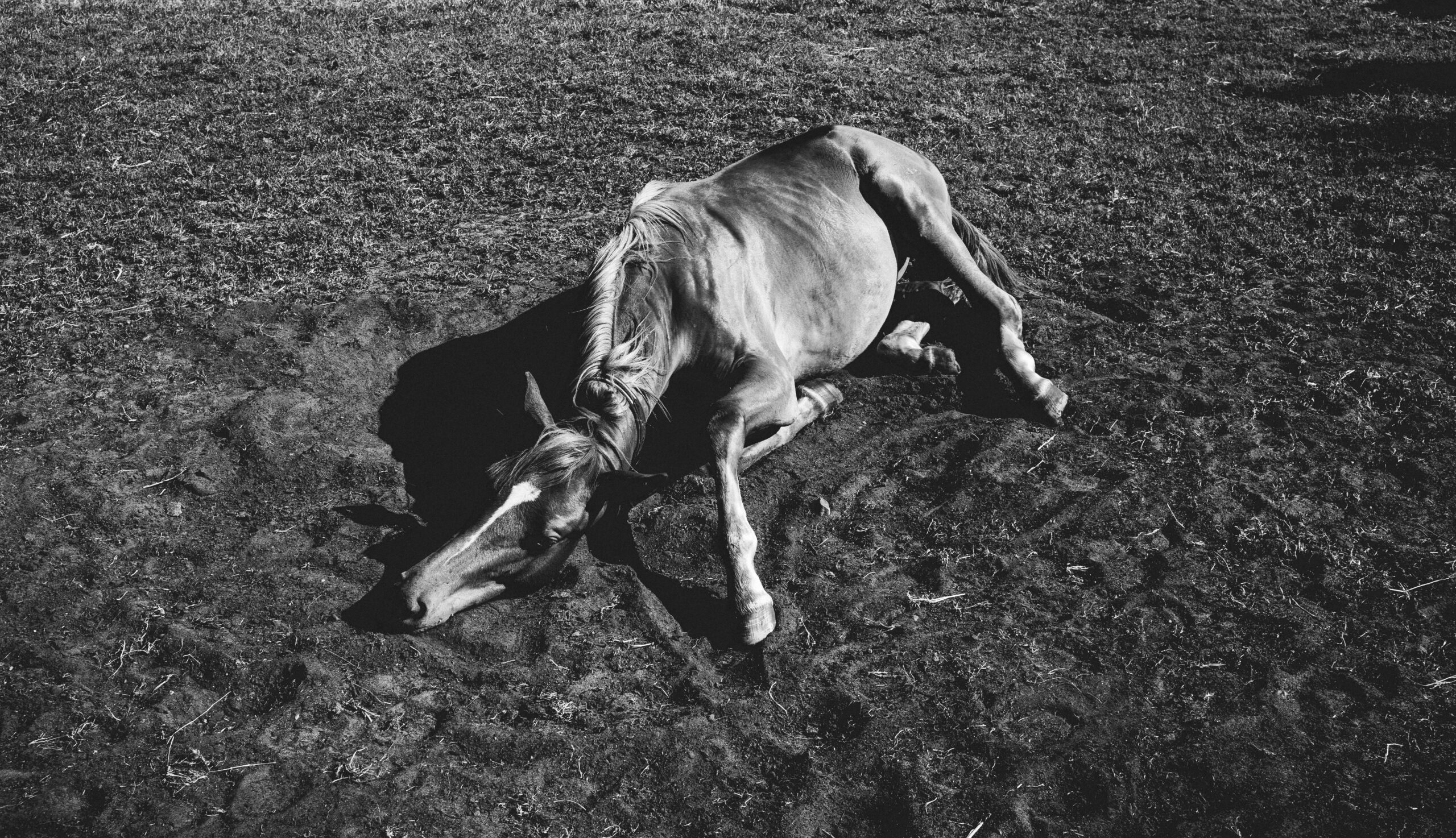 A dramatic black and white photo of a horse lying on the ground, creating a powerful image.